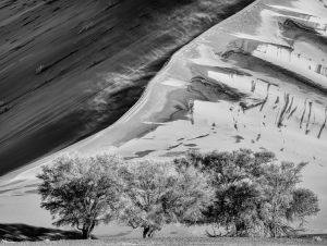 9091 Henning Bossen     Trees in the desert     